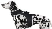 Collar Tag Dog Locator Rechargeable + Realtime Easy Pet GPS App System Size:XXL