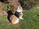 GSM GPS Dog Tracking Tag Portable Realtime Mini Waterproof Pet Tracker Size:XXL